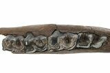 Fossil Woolly Rhino (Coelodonta) Jaw - Siberia #225189-3